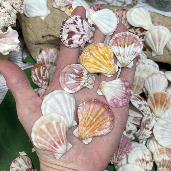 Gorgeous Folded Scallop Seashells Mixed Lot for Jewelry DIY or Nautical Decor - Picture 7 of 13